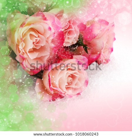 Flower pink roses fo Valentines day holidays card