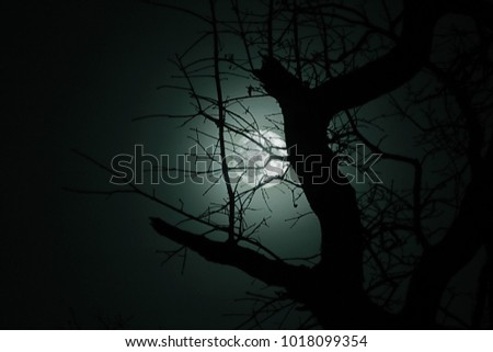 full moon shining through dead tree