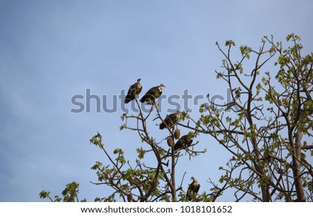 african landscape - vultures sitting on a high tree with blue sky background