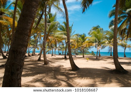 Coconut palms on the ocean shore.