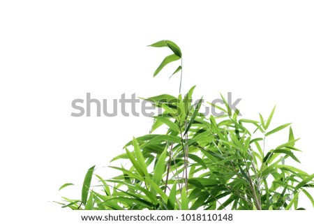 Soft color of green bamboo leaves under sunlight isolated on white background at spring or summer season for your design, card, postcard, wallpaper, pattern or your concept. Selective focus.