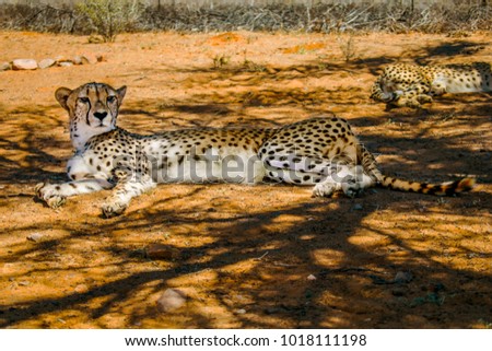 Cheetah in the savannah