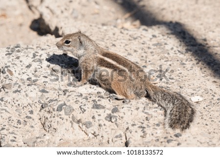 View on a ground squirrel with blurred background, funny animal with interesting posing