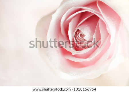 Soft pink rose background.Abstract floral background   