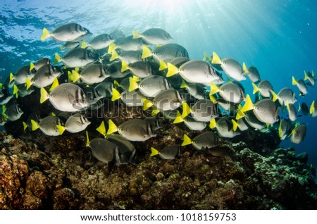Prionurus punctatus) Yellowtail Surgeonfish. reefs of the Sea of Cortez, Pacific ocean. Cabo Pulmo, Baja California Sur, Mexico