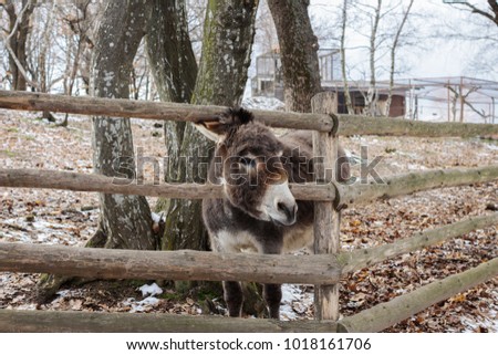 Picture of funny donkey looking towards the camera in a zoo. 