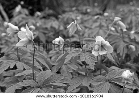 forest glade is covered with a lot of the first spring flowers, black and white photo