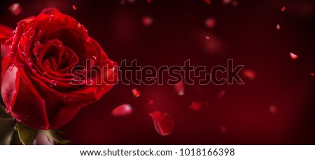 Red rose in romantic background. Royalty-Free Stock Photo #1018166398
