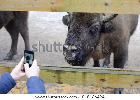 A man takes a picture of a bison on a telephone