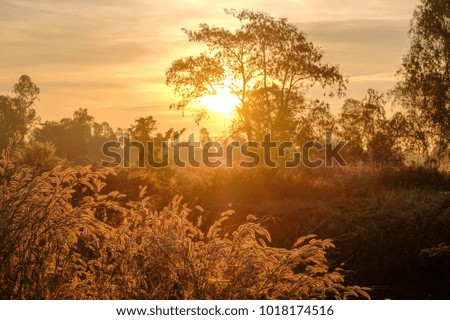 A front selective focus picture of foggy grass field in the morning summer sunrise.