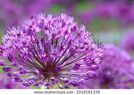 Violet flowers on a fancy purple background. Beauty purple texture and awesome floral composition. Close up of Persian onion. Best floral picture for covers, banners, posters and other projects.