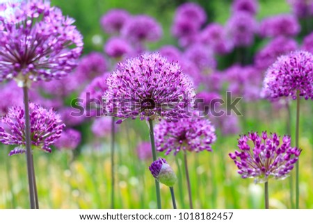 Purple flowers on a fancy violet background. Beauty purple texture and awesome floral composition. Close up of Persian onion. Best floral picture for covers, banners, posters and other projects.