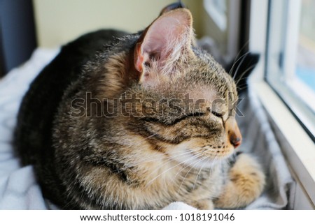 close-up sleepy tabby kitty with eyes closed lies on window sill on a striped blanket
