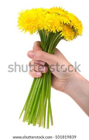 woman holding dandelion flowers isolated on a white background