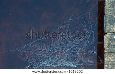 A spider web with the morning dew