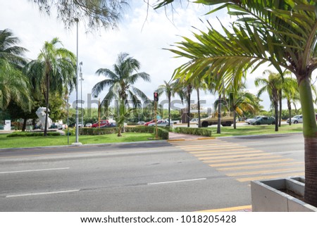 Pedestrian crossing on tropical road with coconut palm trees