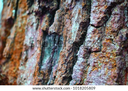 Red orange moss texture on bark tree background