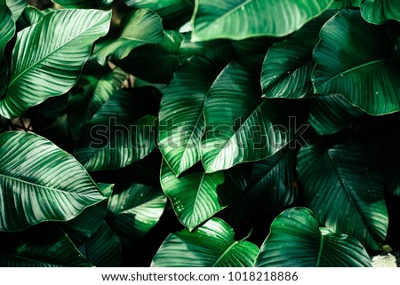 beautiful leaves background for wallpaper and backdrop Royalty-Free Stock Photo #1018218886