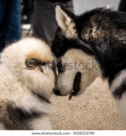 Pulling dogs square off playfully and wrestle prior to the competition in Wisconsin
