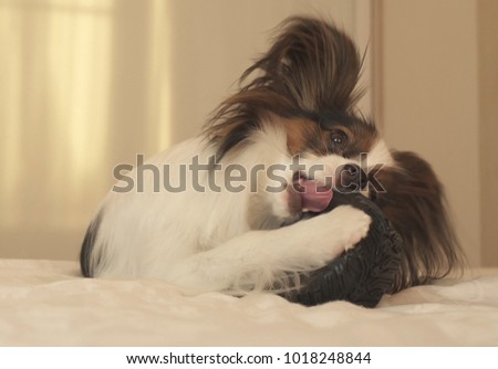 Young dog breeds Papillon Continental Toy Spaniel gnaws a rubber tire - a fun tire changer