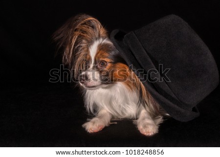 Beautiful dog Continental Toy Spaniel Papillon in a felt hat on a black background