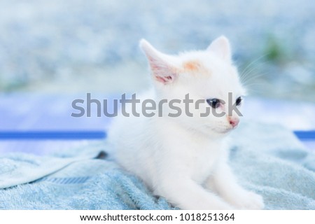 Cute white Siamese kitten sitting on blue carpet and soft blue wall background.Picture for website,magazine about cats or animal documentary.