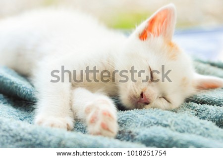 Cute white Siamese kitten sleeping on blue carpet and soft blue wall background.Picture for website,magazine about cats or animal documentary.