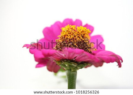 Chrysanthemum pink On a white background.