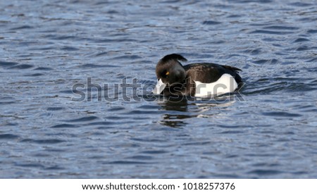 A tufted duck swimming past.