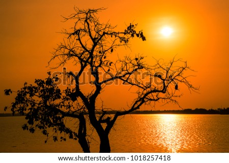 Silhouette of Dead tree background on sunset