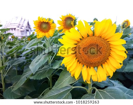 Sunflowers field in front of the temple. Watsiyakjaroenporn, Nakhon Pathom province, Thailand Royalty-Free Stock Photo #1018259263