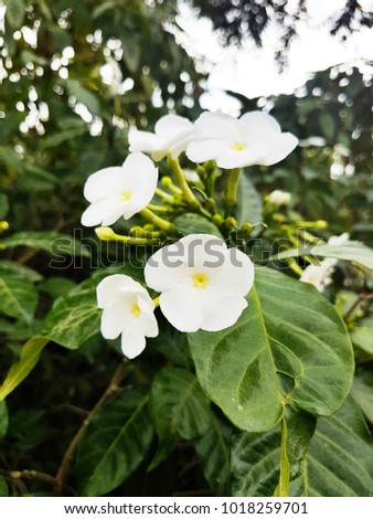 flower background. White Flower in thailand.