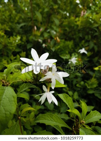 flower background. White Flower in thailand.