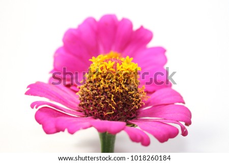 Chrysanthemum pink On a white background.