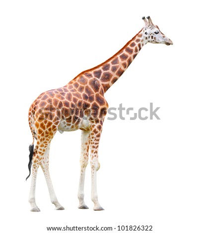 The giraffe (Giraffa camelopardalis) isolated on a white background.