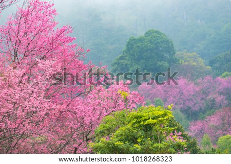 colorful of tropical forest tree with pink flower tree and green forest
