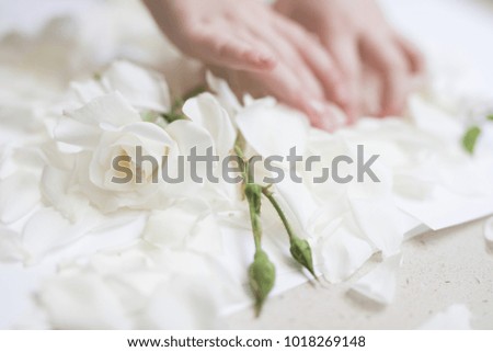 Small toddler hands playing and dropping petals from white roses against a white bright beautiful background