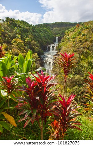 red ti plant Umauma falls in Hawaii