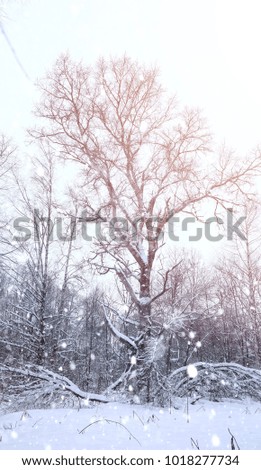 Winter landscape snow covered expanses. A park in the winter in the snow. Road on winter day.