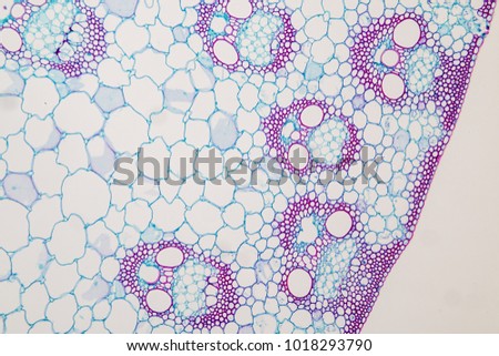Cross-section Plant Stem typical Monocot and Dicot under the microscope for classroom education. Royalty-Free Stock Photo #1018293790