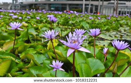 Fresh lotus flower on a pond in morningtime