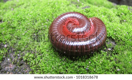 Keluwing, Red Milipede Rolling On The Ground
