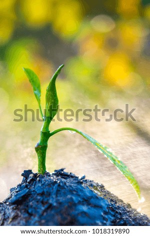 Seedling trees are born out of the ground is fertile and there is condensation on the stems and leaves of seedlings, with the rain falling.