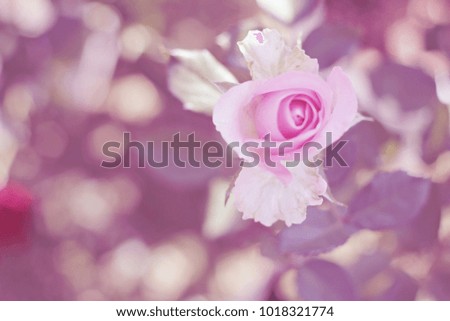 Roses in vintage style / pink flower background