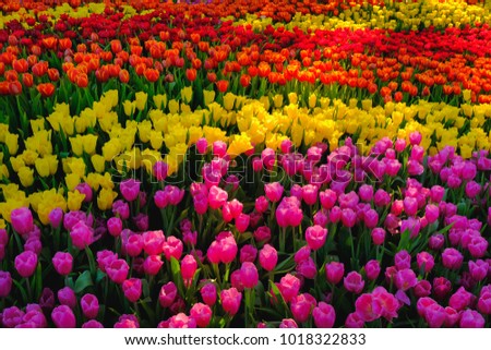 Beautiful multi color Tulip flowers garden in spring season 