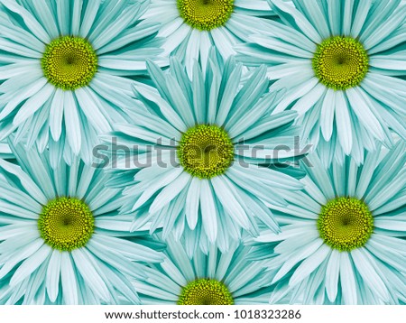 Floral background of light turquoise chamomiles.  Close-up.  Flower composition. Nature. 