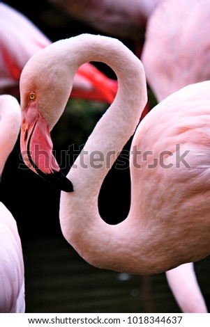  Cute pink Flamingo Royalty-Free Stock Photo #1018344637