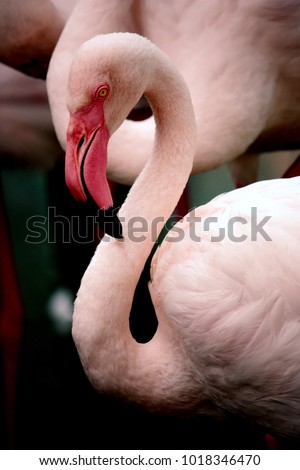  Pink Flamingo Moody Royalty-Free Stock Photo #1018346470