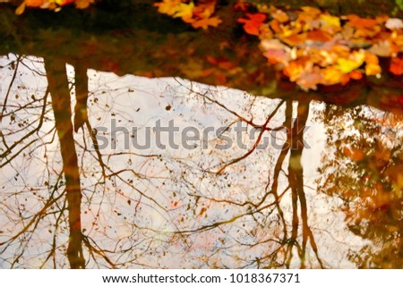 Trees reflecting off the water