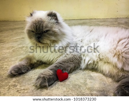 Red heart and cat beautiful  in valentine day.
